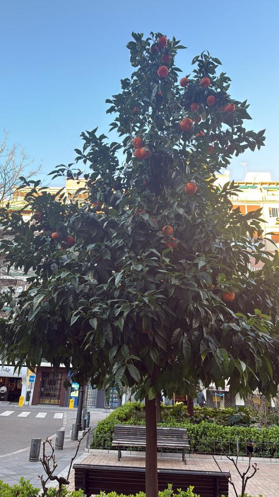 Chica busca chico en Murcia: 