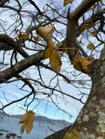 627315883: Chico busca chica en La Coruña