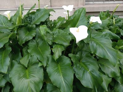 Chica busca chico en La Coruña: 