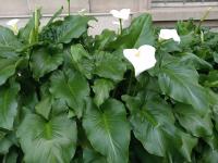 677833366: Chica busca chico en La Coruña