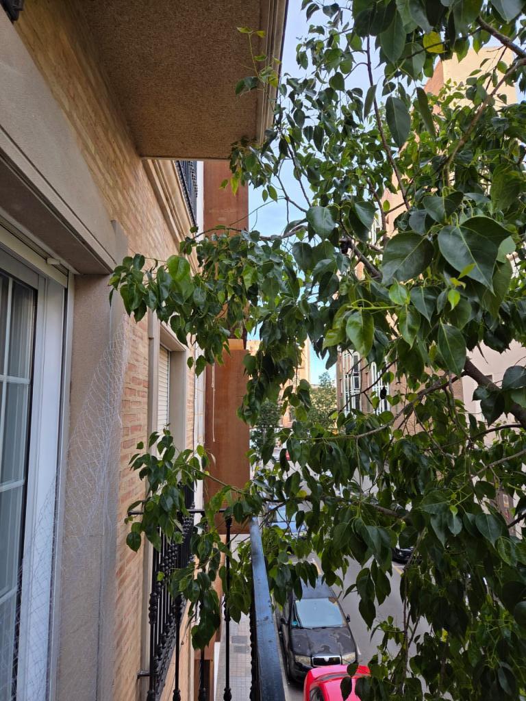 Chica busca chico en Valencia: 