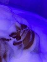 624872997: Chica busca chico en Tenerife