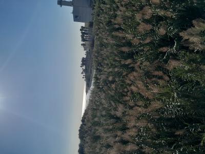 640099242: Travesti en Barcelona