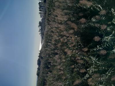 640099242: Transexual en Barcelona