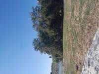 640099242: Travesti en Barcelona