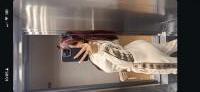 678968608: Chica busca chico en Vizcaya