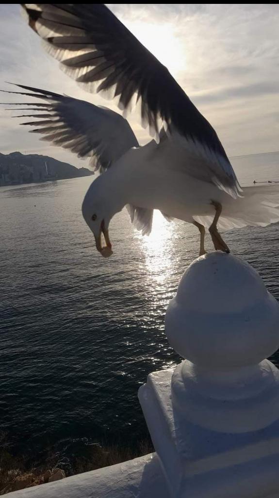 Chica busca chico en Mallorca: 